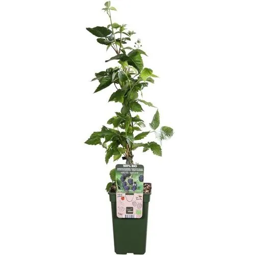 Junai.nl Rubus fruticosus ‘Black Satin’ | Braam | 75 cm hoog | 10 cm pot