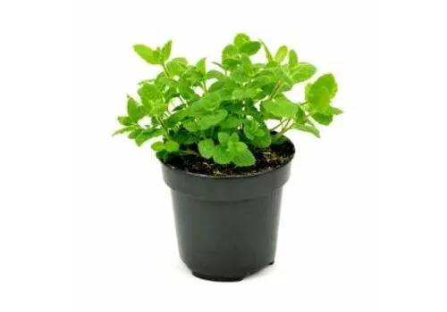 Junai.nl Aardbeienmunt plant | 10 cm pot | ca. 10–15 cm hoog bij levering