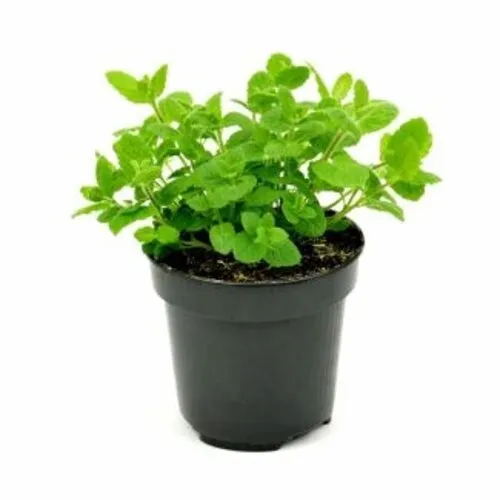 Junai.nl Aardbeienmunt plant | 10 cm pot | ca. 10–15 cm hoog bij levering