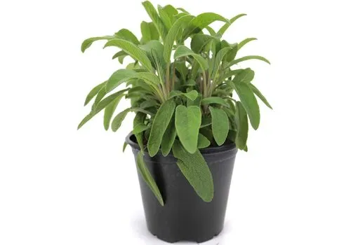 Junai.nl Salie | 10 cm pot | 15 cm hoog