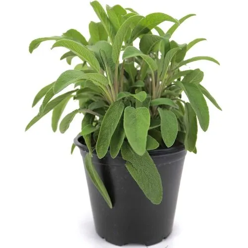 Junai.nl Salie | 10 cm pot | 15 cm hoog