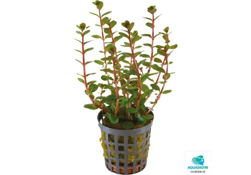 Aquafleur Rotala Blood Red | In Terracotta ring