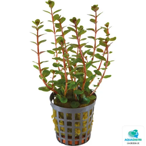 Aquafleur Rotala Blood Red | In Terracotta ring