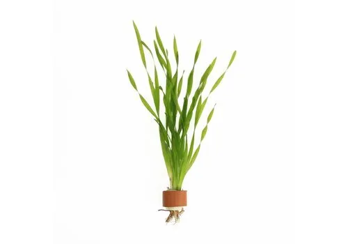 Moerings Vallisneria Asiatica | Schroefvallisneria | in Terracotta Ring