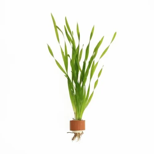 Moerings Vallisneria Asiatica | Schroefvallisneria | in Terracotta Ring