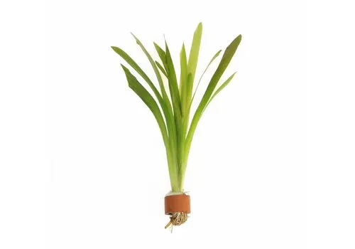 Aquafleur Vallisneria Giganthea | Reuze Moerasplant | in Terracotta Ring