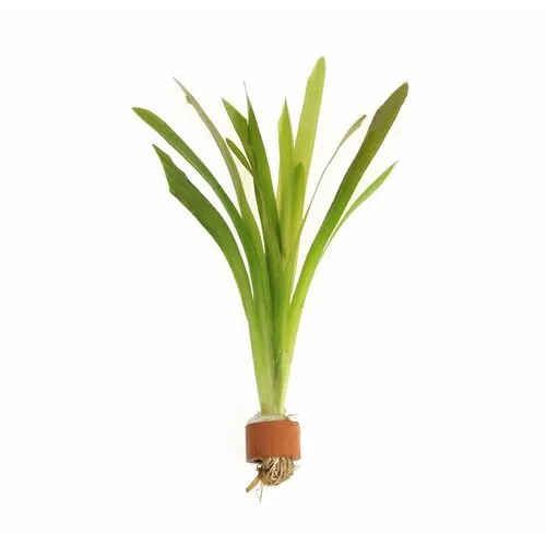 Aquafleur Vallisneria Giganthea | Reuze Moerasplant | in Terracotta Ring