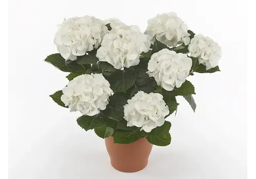 Junai.nl Hydrangea macrophylla Hi White Sun | 14 cm pot | ca. 30 cm hoog