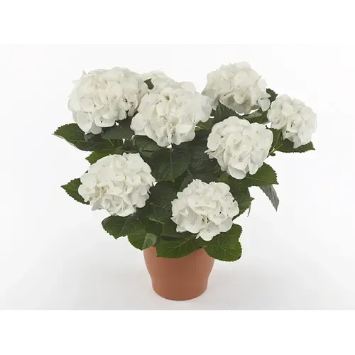 Junai.nl Hydrangea macrophylla Hi White Sun | 14 cm pot | ca. 30 cm hoog