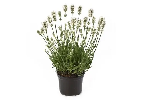 Junai.nl Lavandula angustifolia ‘Aromance White’ | lavendel | 13 cm pot | ±25 cm hoog