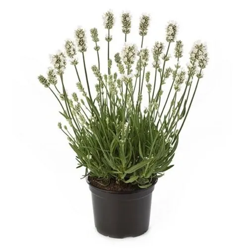 Junai.nl Lavandula angustifolia ‘Aromance White’ | lavendel | 13 cm pot | ±25 cm hoog