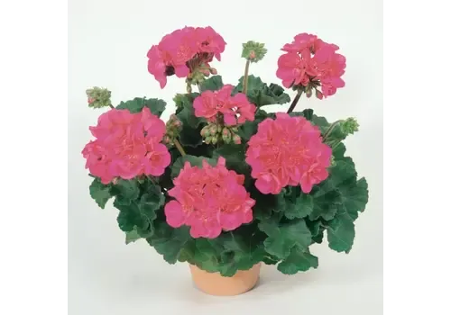 Junai.nl Pelargonium (Zonale) Pelfi Tango Violet | 10 cm pot | ± 15 cm hoog