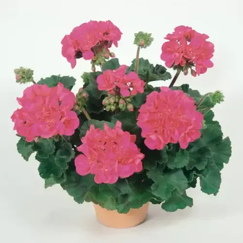 Junai.nl Pelargonium (Zonale) Pelfi Tango Violet | 10 cm pot | ± 15 cm hoog