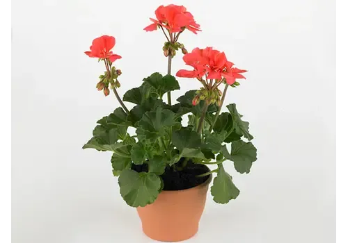 Junai.nl Pelargonium (Zonale) Toscana Sil Lisa | 25 cm hoog | 10 cm pot