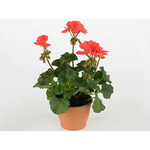 Junai.nl Pelargonium (Zonale) Toscana Sil Lisa | 25 cm hoog | 10 cm pot