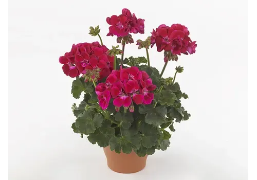 Junai.nl Pelargonium (Zonale) Dolce Vita Mia Purple Eye | 25 cm hoog | 10 cm pot