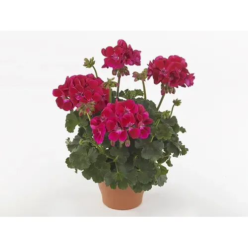 Junai.nl Pelargonium (Zonale) Dolce Vita Mia Purple Eye | 25 cm hoog | 10 cm pot