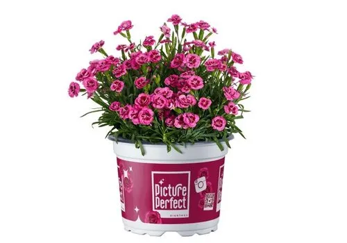Junai.nl Dianthus Picture Perfect | 10 cm pot | 22 cm hoog