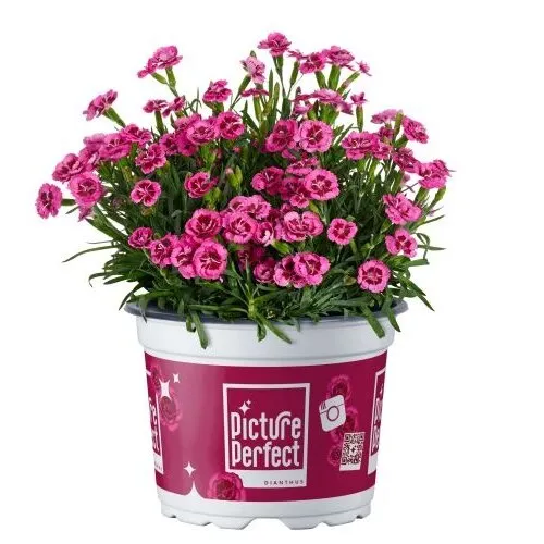 Junai.nl Dianthus Picture Perfect | 10 cm pot | 22 cm hoog