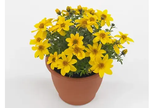 Junai.nl Bidens Eldoro Grande | 10 cm pot | 15 cm hoog