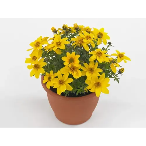 Junai.nl Bidens Eldoro Grande | 10 cm pot | 15 cm hoog