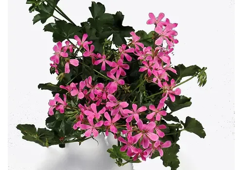 Junai.nl Pelargonium Peltatum ‘Balkon Lila’ | 15 cm hoog | 10 cm pot