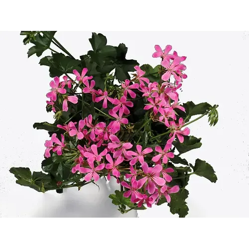 Junai.nl Pelargonium Peltatum ‘Balkon Lila’ | 15 cm hoog | 10 cm pot