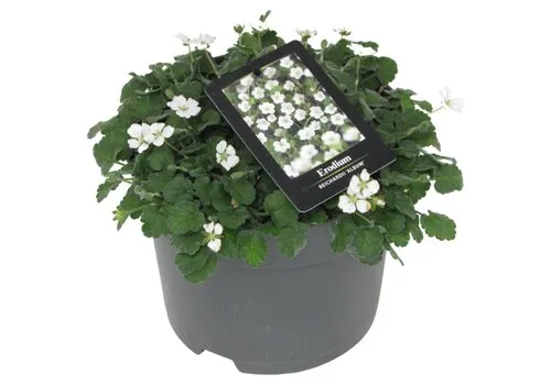 Junai.nl Erodium reichardii 'Album' | Reigersbek | 10 cm pot | ca. 5–10 cm hoog