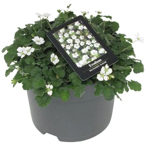 Junai.nl Erodium reichardii 'Album' | Reigersbek | 10 cm pot | ca. 5–10 cm hoog