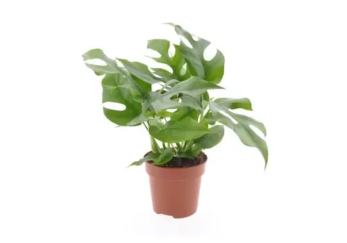 Junai.nl Rhaphidophora tetrasperma | 12 cm pot | 30 cm hoog