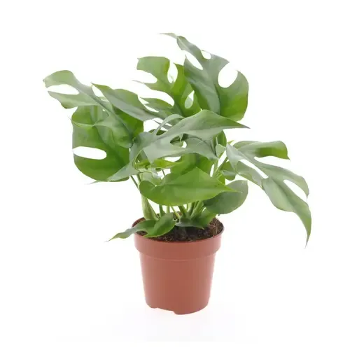 Junai.nl Rhaphidophora tetrasperma | 12 cm pot | 30 cm hoog