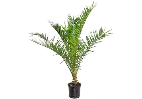 Junai.nl Phoenix canariensis | 130 cm hoog | 19 cm pot