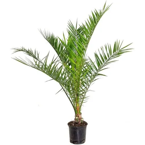 Junai.nl Phoenix canariensis | 130 cm hoog | 19 cm pot