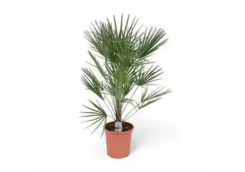 Junai.nl Chamaerops humilis | Europese dwergpalm | 95 cm hoog | 17 cm pot