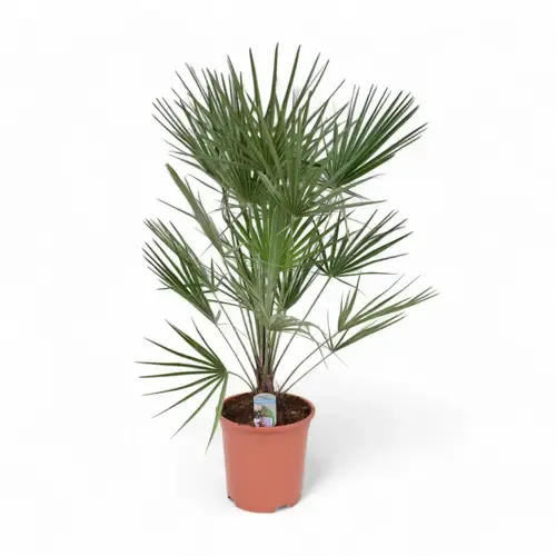 Junai.nl Chamaerops humilis | Europese dwergpalm | 95 cm hoog | 17 cm pot