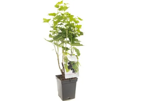 Junai.nl Ribes nigrum | Zwarte bes | 100 cm hoog | 18 cm pot