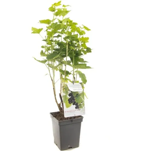 Junai.nl Ribes nigrum | Zwarte bes | 100 cm hoog | 18 cm pot