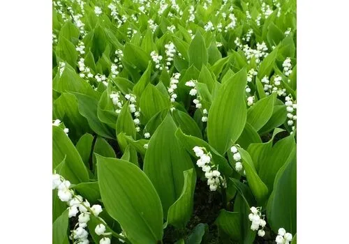 Junai.nl Lelietje-van-dalen | Convallaria majalis | 12 cm pot | 10–15 cm hoog