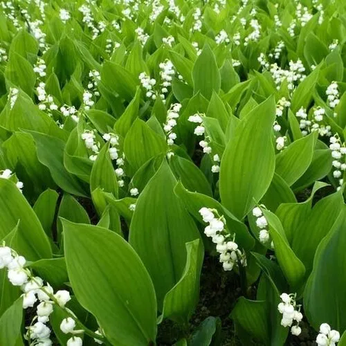 Junai.nl Lelietje-van-dalen | Convallaria majalis | 12 cm pot | 10–15 cm hoog