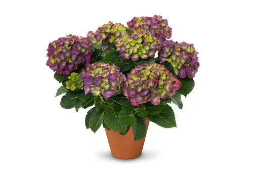 Junai.nl Hortensia | Hydrangea macrophylla 'Ningbo' paars | 30 cm hoog | 13 cm pot