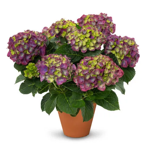 Junai.nl Hortensia | Hydrangea macrophylla 'Ningbo' paars | 30 cm hoog | 13 cm pot
