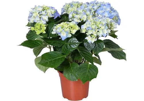 Junai.nl Bolhortensia Early Blue | 35 cm hoog | 14 cm pot