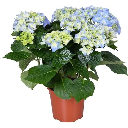 Junai.nl Bolhortensia Early Blue | 35 cm hoog | 14 cm pot