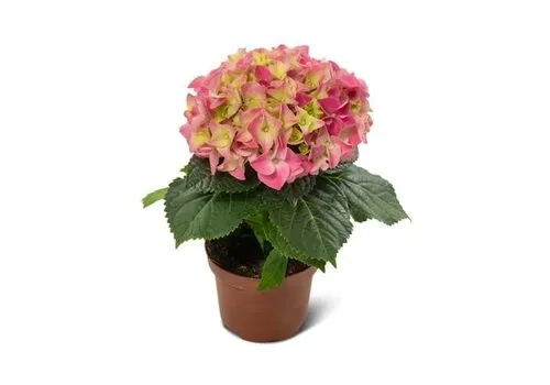 Junai.nl Hydrangea macrophylla Hi Ocean roze | 20 cm hoog | 10 cm pot