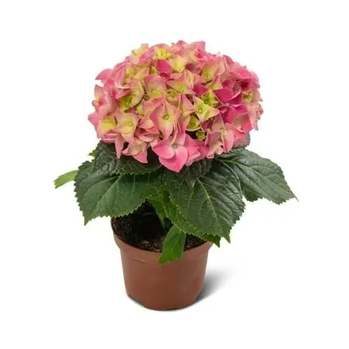 Junai.nl Hydrangea macrophylla Hi Ocean roze | 20 cm hoog | 10 cm pot