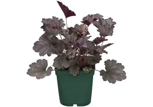 Junai.nl Heuchera micrantha 'Palace Purple' | Purperklokje | 35 cm hoog | 13 cm pot