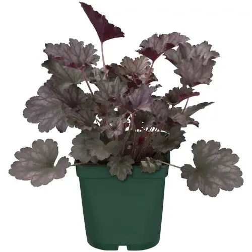 Junai.nl Heuchera micrantha 'Palace Purple' | Purperklokje | 35 cm hoog | 13 cm pot