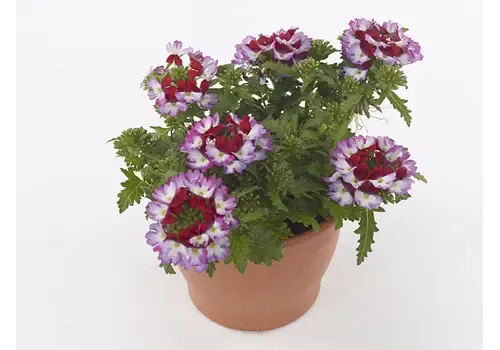 Junai.nl Verbena Drums Purple Red | ca. 5 tot 10 cm hoog | 10 cm pot