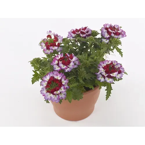 Junai.nl Verbena Drums Purple Red | ca. 5 tot 10 cm hoog | 10 cm pot