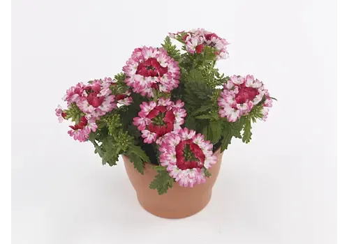 Junai.nl Verbena Drums Red + White | 10 cm pot | ca. 10 tot 15 cm hoog